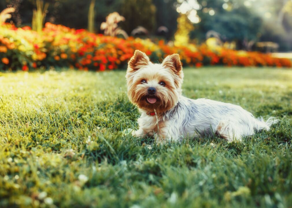 Yorkshire terriers